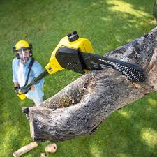 Best Root Management and Removal  in Bear Creek, AK