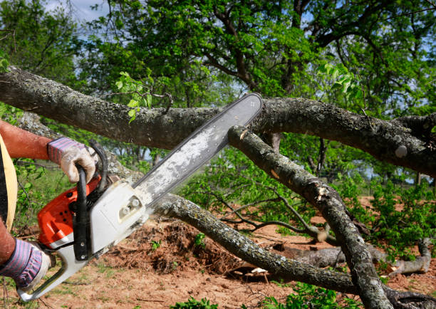 How Our Tree Care Process Works  in  Bear Creek, AK